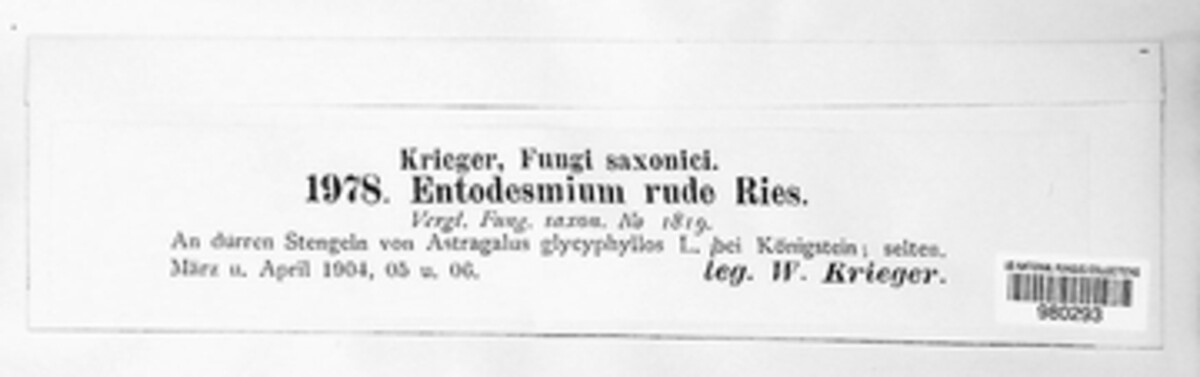 Entodesmium rude image